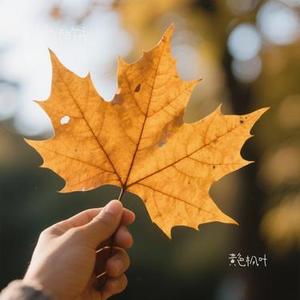 黄色枫叶 (Cover 薛之谦)