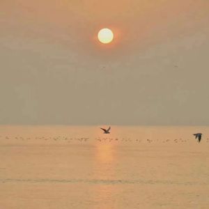 希望开满后花园