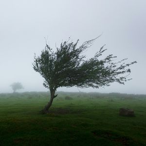 Wind