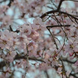 送你一朵小红花