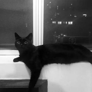 如果你也听说（翻自 孙伯纶）