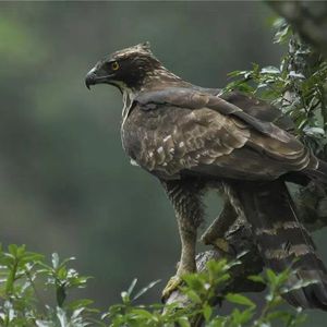芦苇荡里野鸭飞