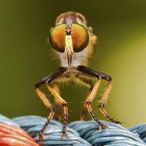 ぐるたみん-千本开（Jeremy X / 茶几庄梦二 remix）