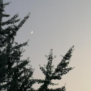 画心（翻自 要不要买菜）