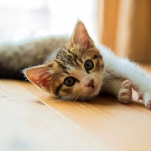 小猫になれたら