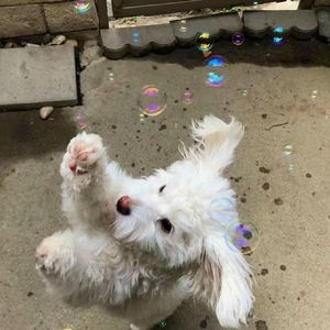 专情（cover：顾帅Gs）