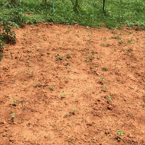 Through the Garden (Past)