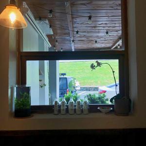 三局两胜（翻自 冯提莫）