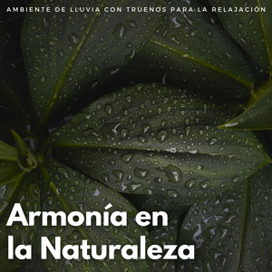 Los Paneles De Las Ventanas