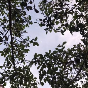 如果思念也有声音（原声）