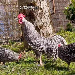 公鸡进行曲
