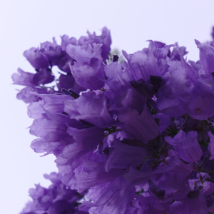 Jacaranda