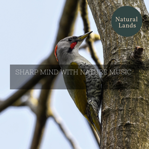 Pileated Woodpecker