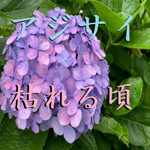 アジサイ枯れる頃