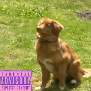 DOG $hit