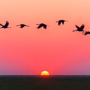To Fly