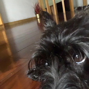 [FREE] “oiiaiioiiiai” 碎拍 x Uk grime type beat