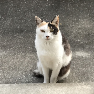 堕天使の恋物語