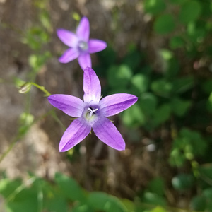 Te dejaste mi alma (Acoustic Version)