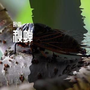 秋蝉（2023） 伴奏