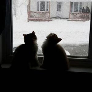 白月光与朱砂痣（女生完整版）