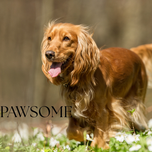 Pawsome
