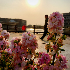 【龙族夏弥】星花