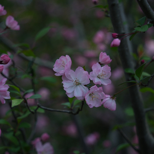 你是不是在骂我？.mp3