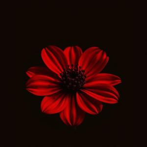 Kahdeksantoista kuvaa