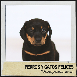 Musica relajante para perros