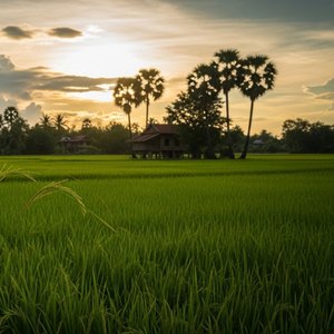 ស្រុកស្រែចាំអូន