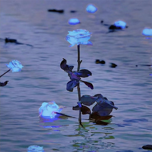 Sunroof (舒缓减压轻音乐)