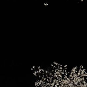 小丑女(翻自 杨和苏)