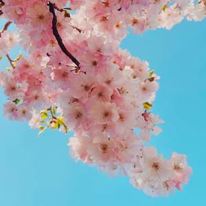 潜别离（Cover：洪辰/银临）