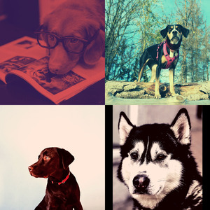 有趣训练犬情怀