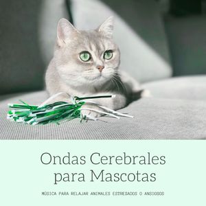 Más que una Mascota