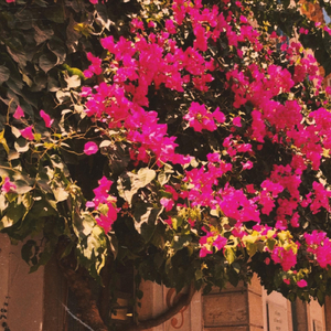 Caroline’s Interlude