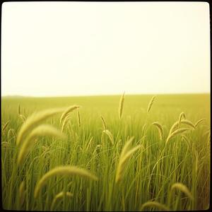 初夏のそよ風-250301-02 by @nia_japanese