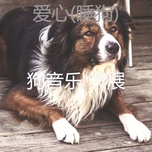 情怀(幼犬)
