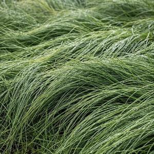 Damp Grass