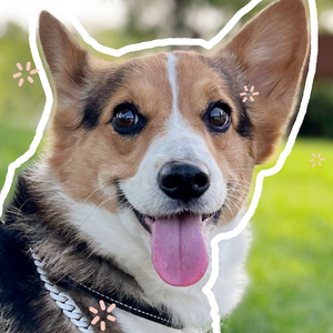 May love be carefree（愿爱无忧）