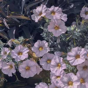 想写首给你所以就（Prod.BECU BEATZ）