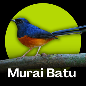 Murai Batu - Kicauan Gacor untuk Membuat Murai Batu Lebih Berani