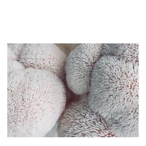 Lion's Mane Mushroom