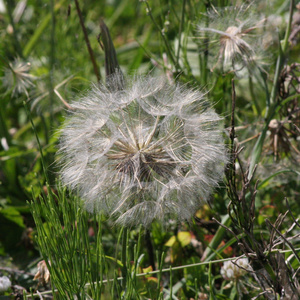 Dandelion