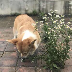 雨霖铃（翻自 喵☆酱）