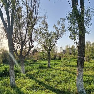 记住了整条街的风