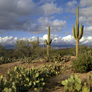 祝你有个安睡的夜晚