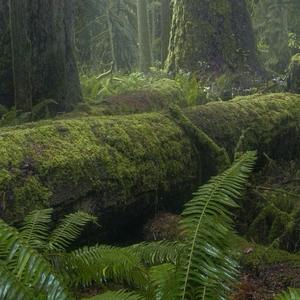 chosen (feat. neonmaid & prodnotlilthomas)