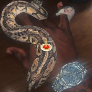 SPAGHETTI (All Alike!)
